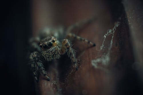 Free Brown and Black Spider on Brown Wooden Surface Stock Photo