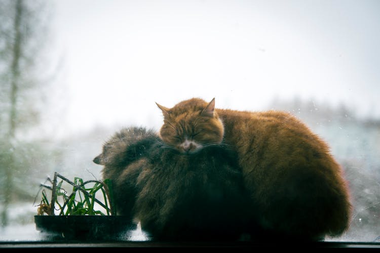 Cats Cuddling On Window