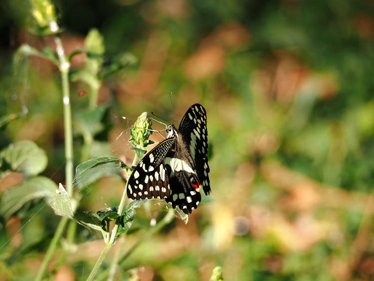 Close-Up Shot Of A Citrus Swallowtail Butterfly
