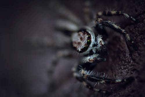 бесплатная черно белый паук Стоковое фото