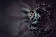 蜘蛛的特写镜头聚焦于其复杂的细节和纹理，传递出一种既诡异又迷人的情绪