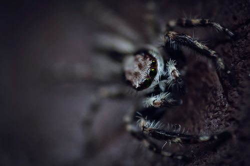 Free Close-up of a spider with focus on its intricate details and textures, conveying an eerie and captivating mood. Stock Photo