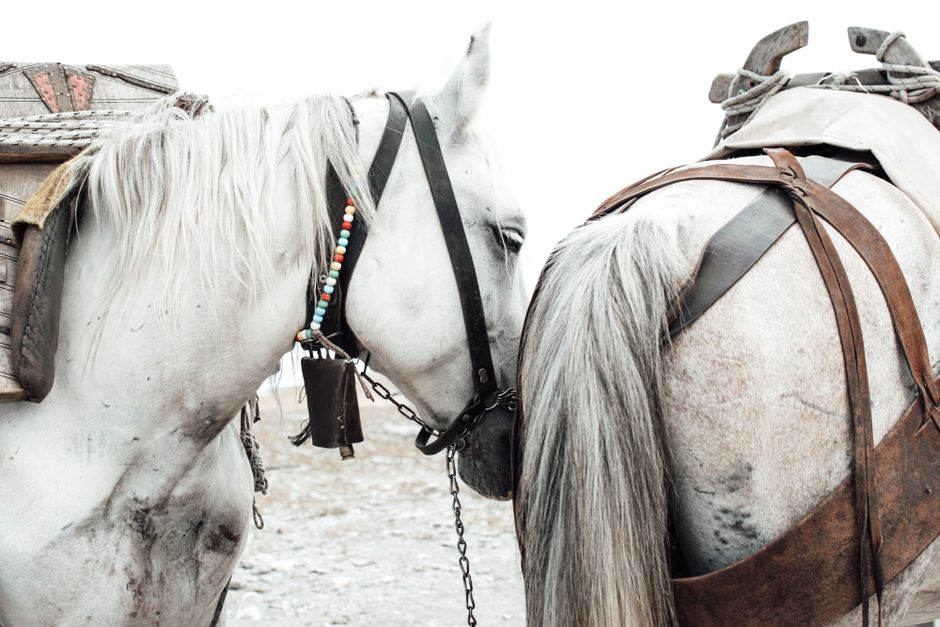 Two horses equipped with harnesses standing outdoors, showcasing detailed animal interaction.
