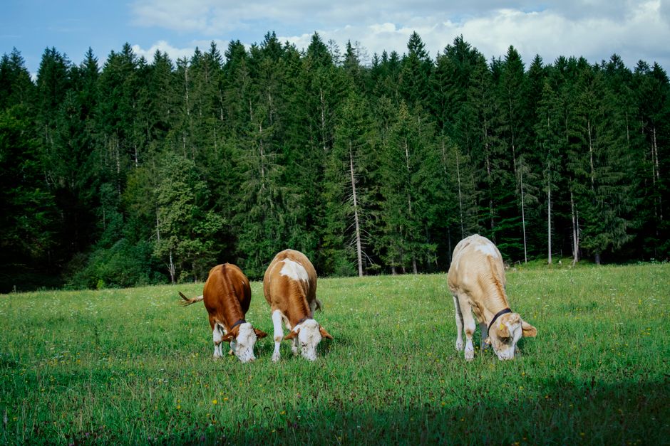 Mastering Stocking Rates: How Much Land Does Your Cattle Need? Mastering Stocking Rates: How Much Land Does Your Cattle Need?