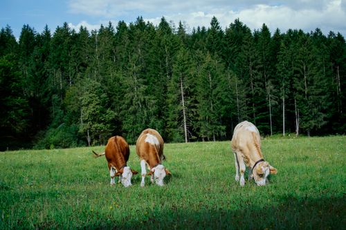 Free Three cows peacefully grazing in a lush green field surrounded by dense forest trees. Stock Photo