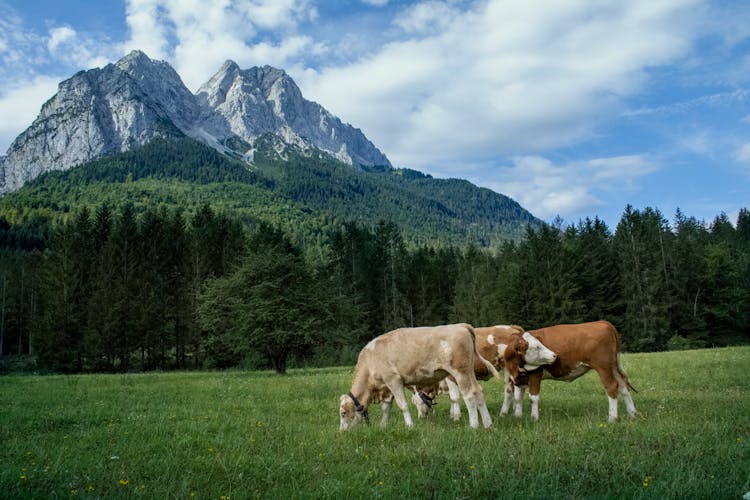 Brown And White Simmental Cattle On Green Grass Field Near Trees And Mountain Under Blue Sky