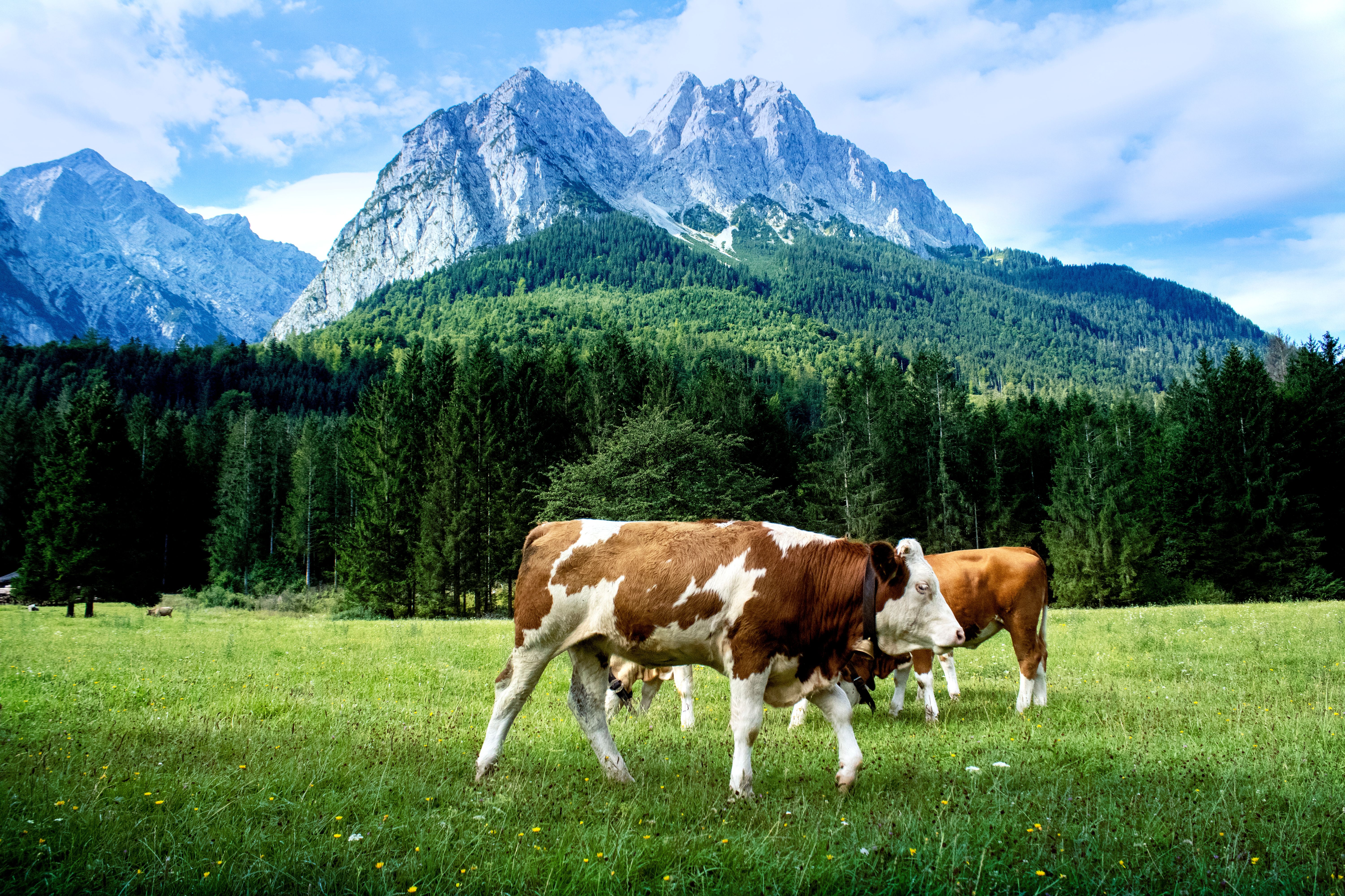 EU Launches Comprehensive Livestock Strategy to Boost Competitiveness and Welfare