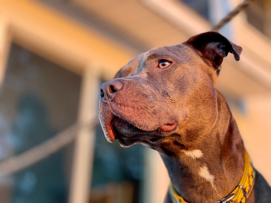Pit Bull Growth Stages When Do Pit Bulls Stop Growing Fully