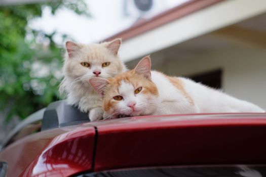 Two adorable cats relaxing on a car roof, showcasing the playful and serene nature of felines.