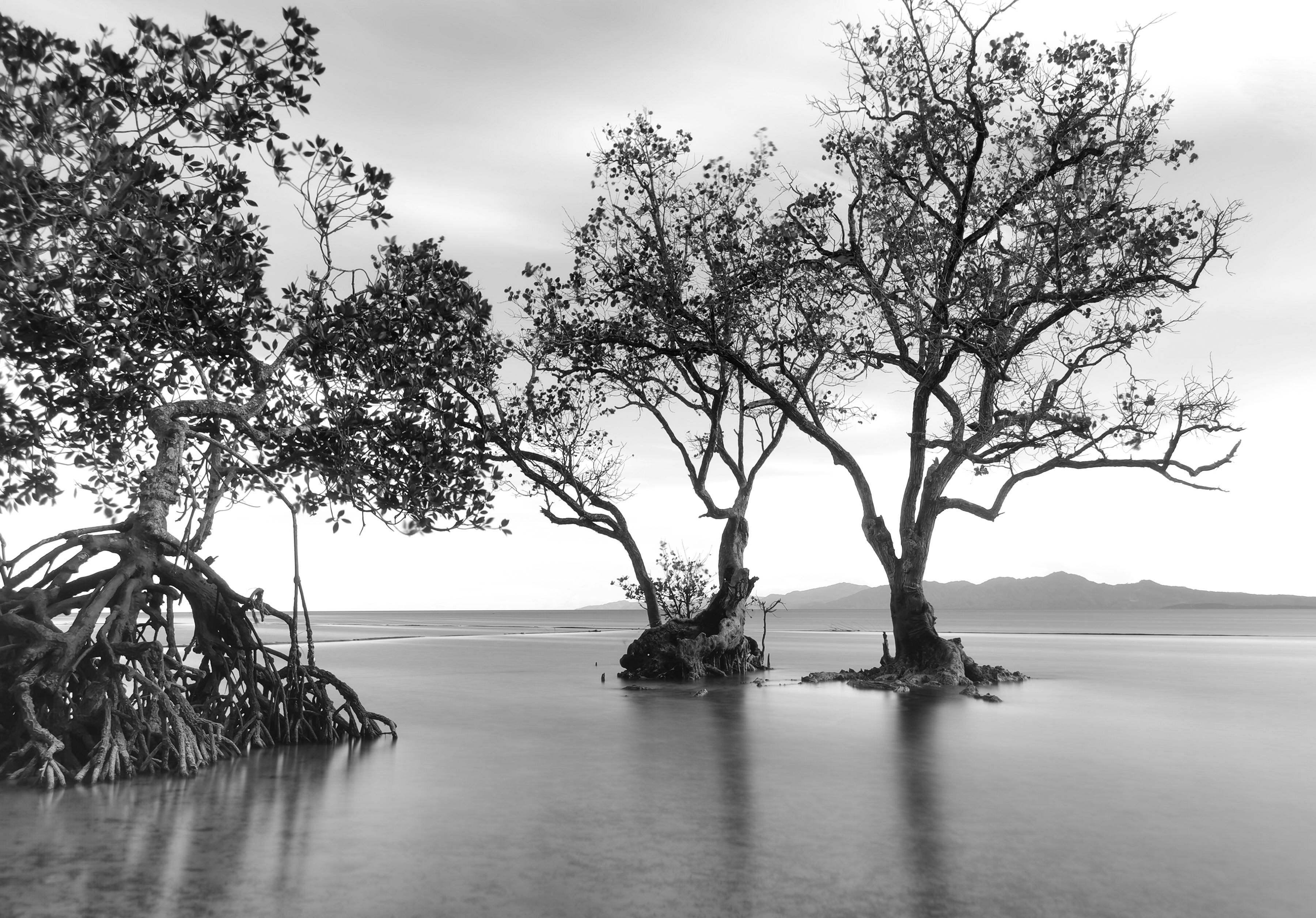 Black and white long exposure of mangrove trees by the sea in Pantukan, Philippines.
