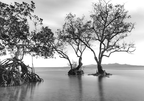 Grayscale Photo of Tree on Body of Water