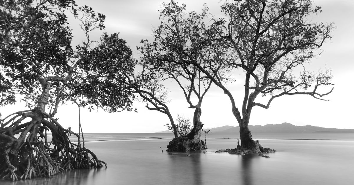 Black and white long exposure of mangrove trees by the sea in Pantukan, Philippines.