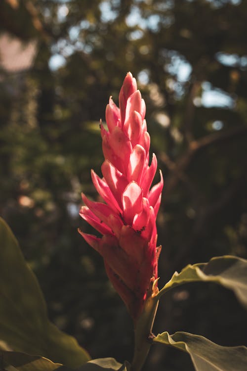 Close-up Photo of Red Ginger Flower 