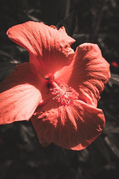 Free stock photo of beautiful, beautiful flower, beautiful sky