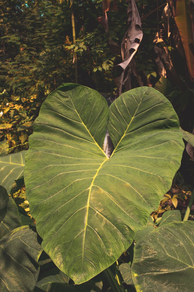 A Heart Shaped Leaf In The Forest 