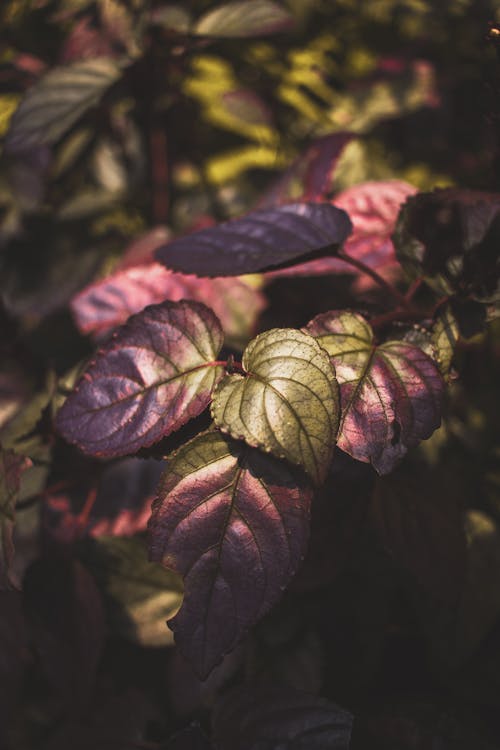 A Plant with Purple Leaves 