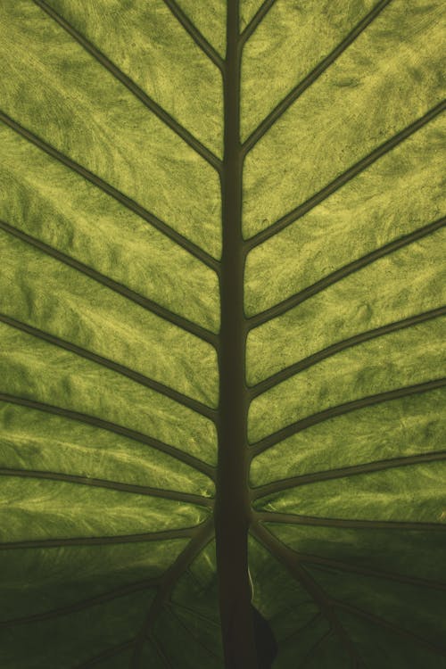 Close-Up of a Leaf