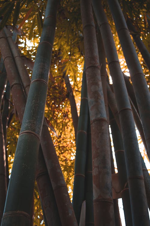 Low Angle Shot of Bamboo Trees