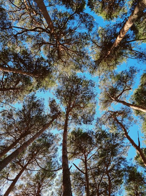 Free A low angle view of pine trees reaching towards a clear blue sky in a serene forest setting. Stock Photo
