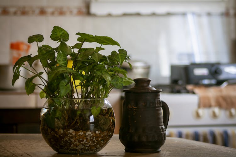 Green Plant On Glass Fishbowl