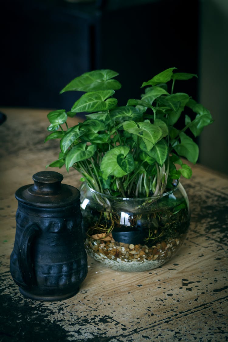 Green Plant In Clear Fishbowl