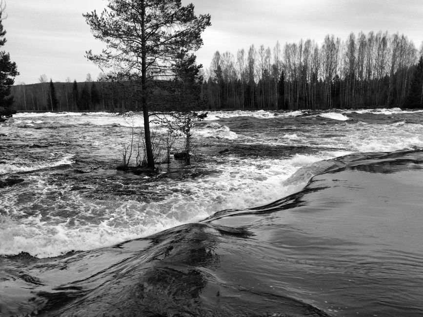 Black and white photo of river rapids surrounded by trees in Björbo, Sweden.