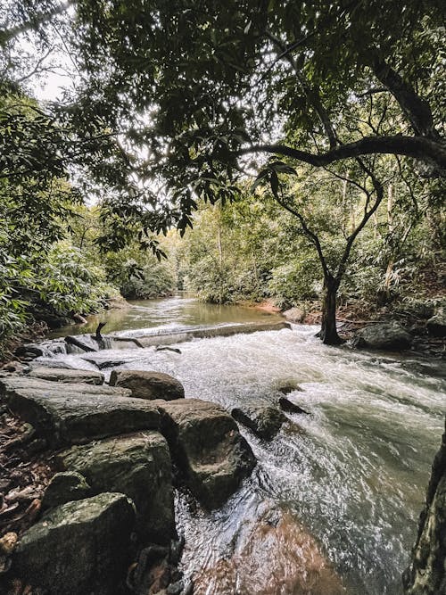 River in the Middle of Forest