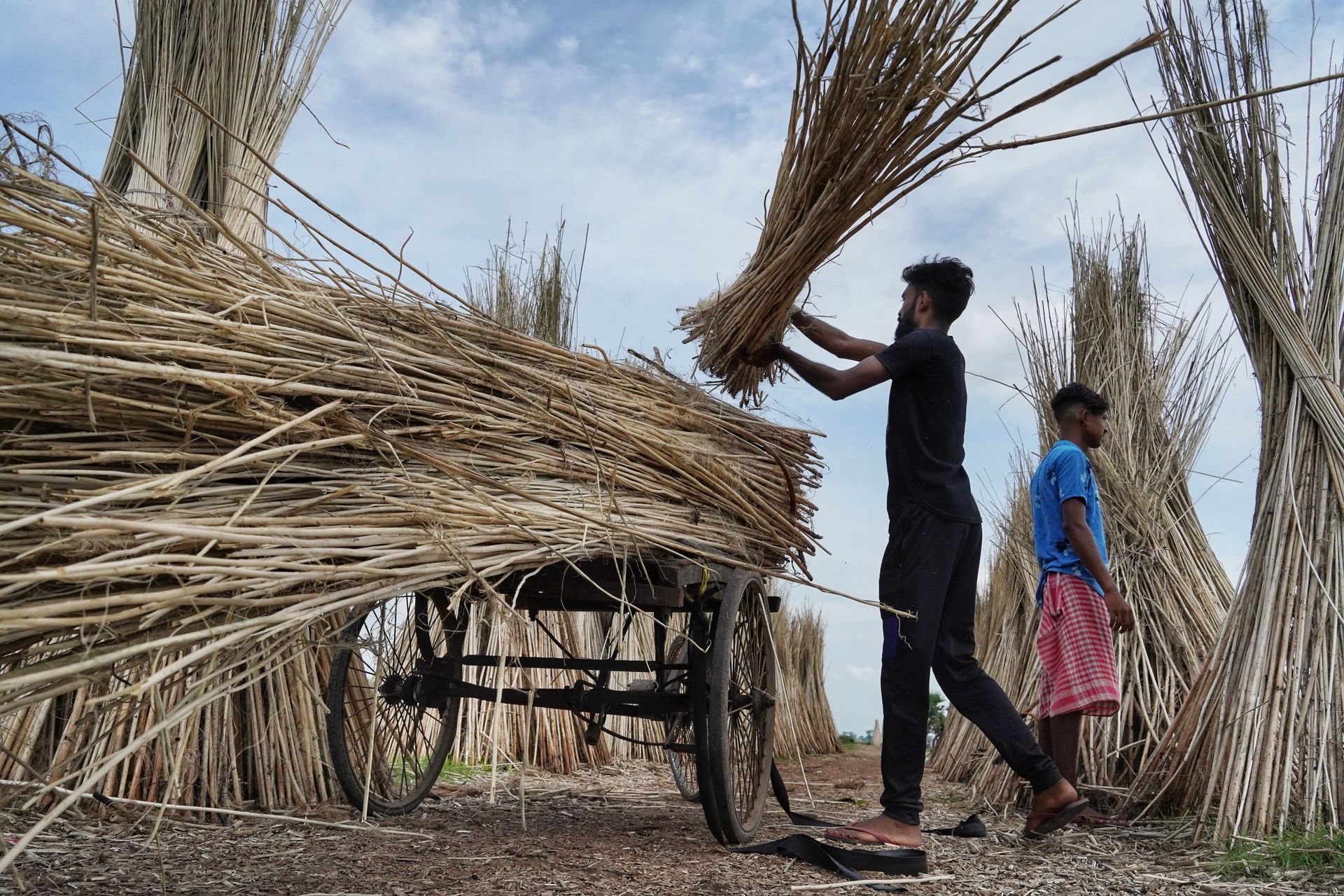 Two men efficiently loading jute onto a cart in a rural setting showcasing teamwork.