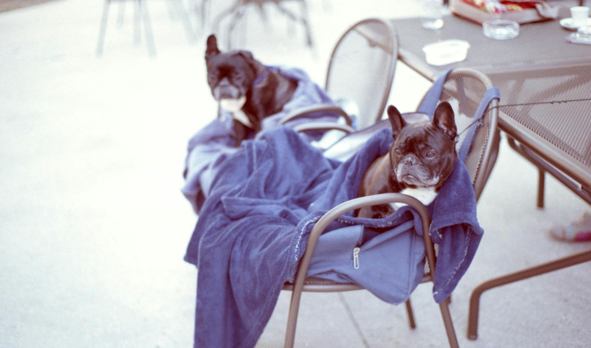 Two Black Dogs On Chairs