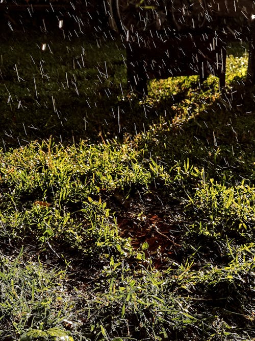 Free stock photo of after rain, beautiful nature, dad grass