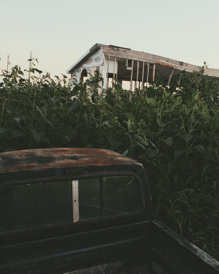 Junk Pickup Truck In The Farm Field