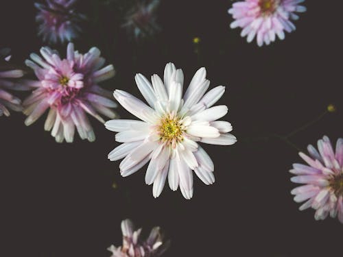 Základová fotografie zdarma na téma bílé sedmikrásky, botanický, chryzantéma