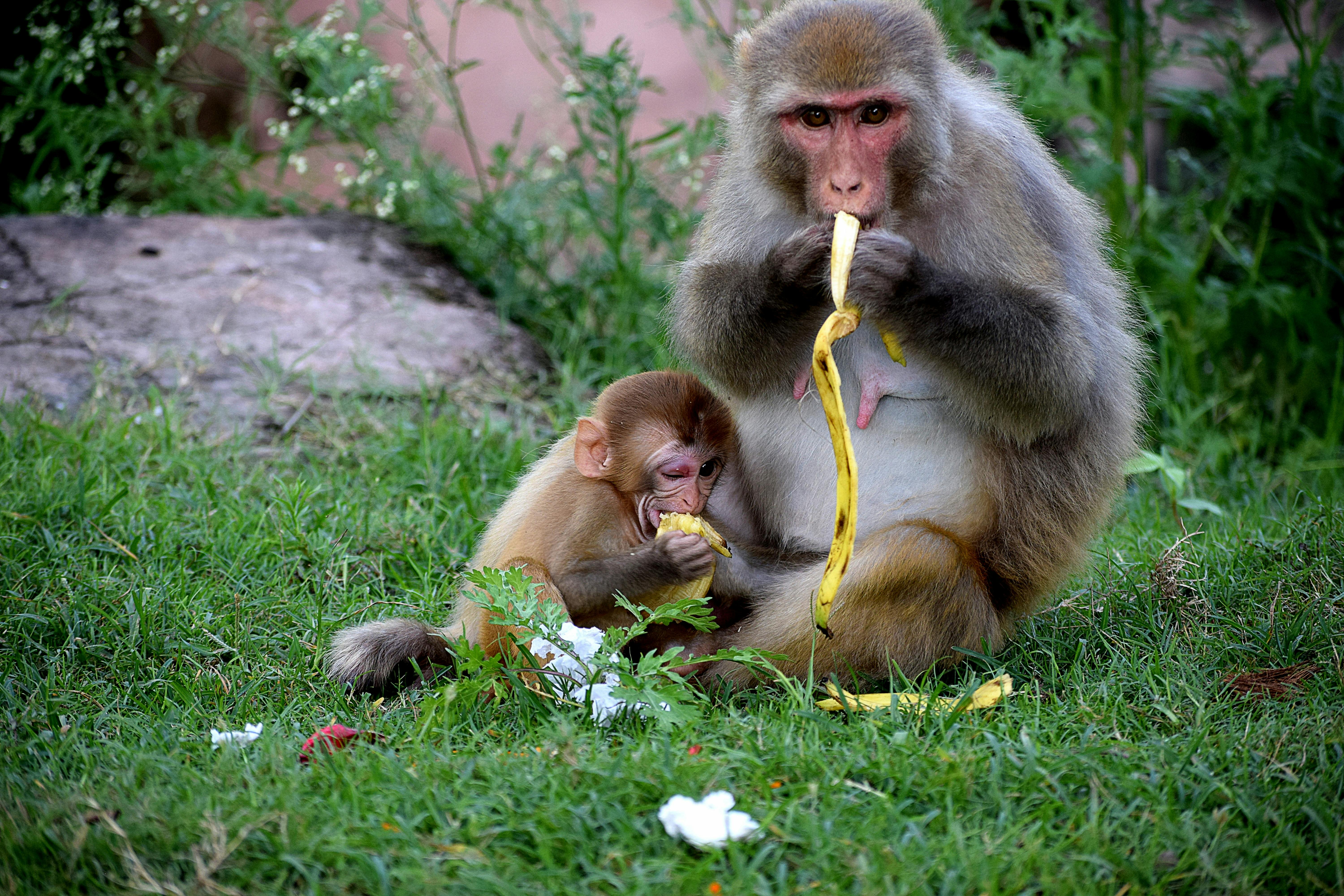 バナナを食べる猿 無料の写真素材