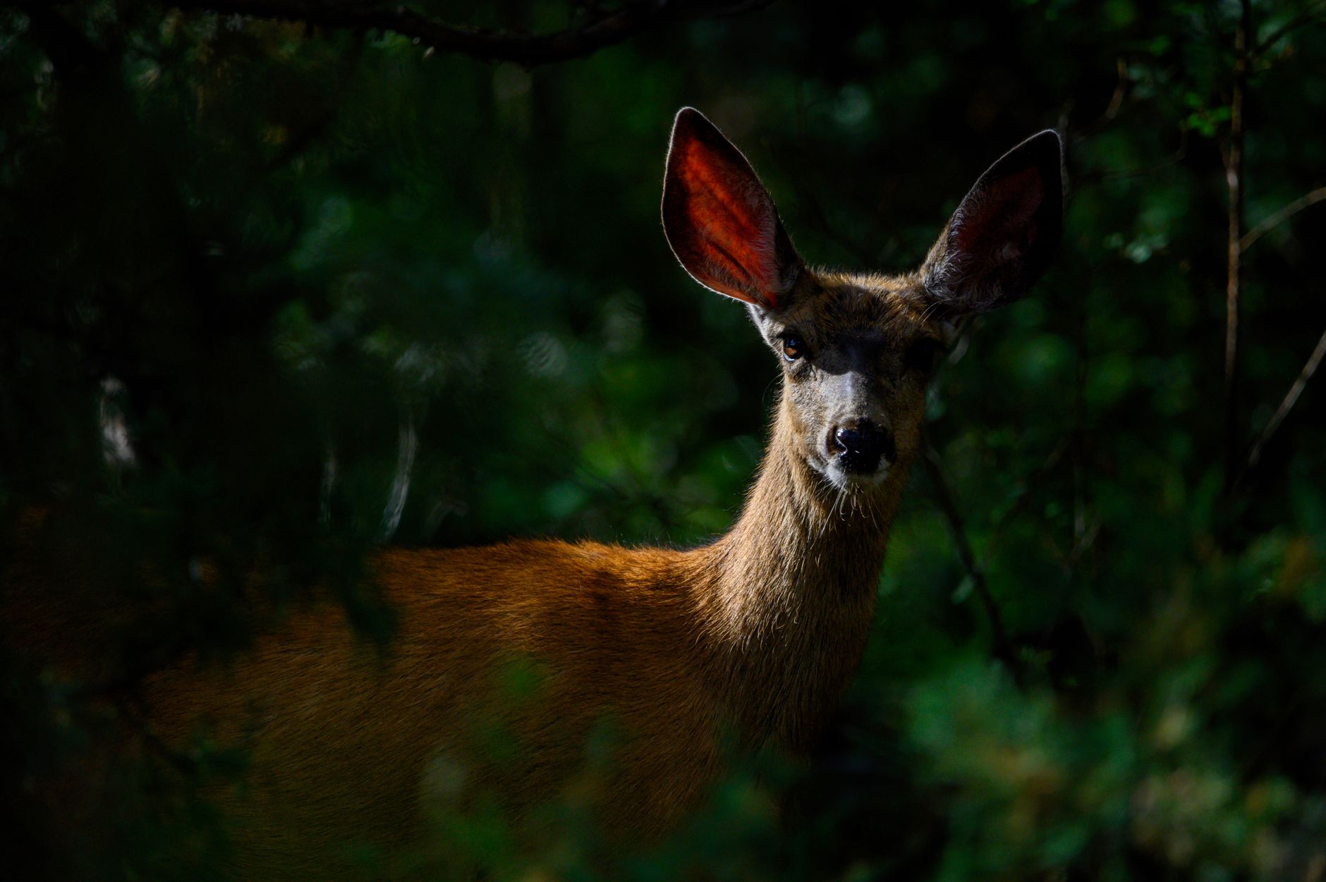 Wild Wonders: Test Your Animal Knowledge