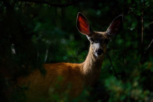A deer stands amid dense forest foliage, highlighting wildlife beauty.