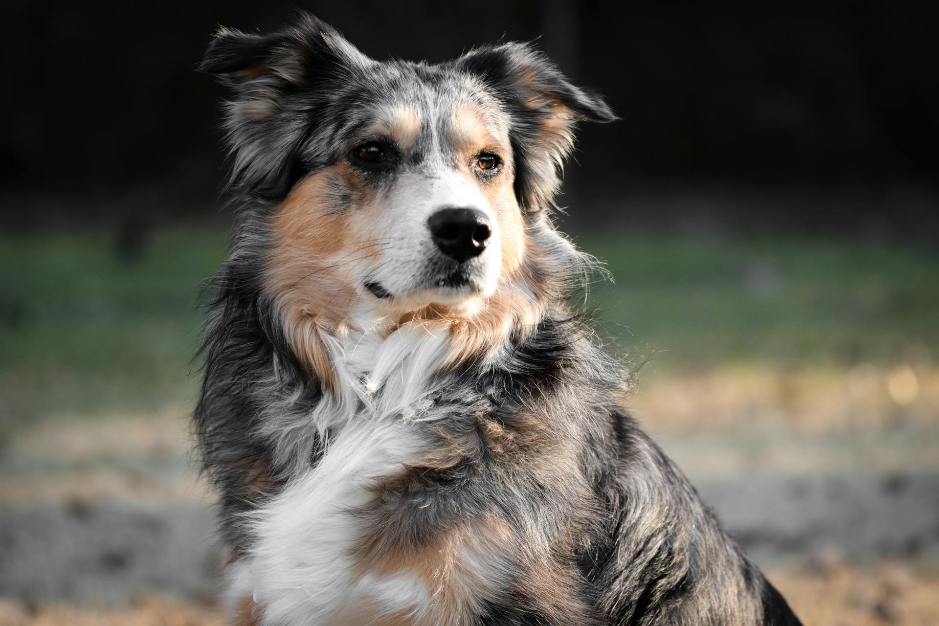 Close-Up Shot of an Australian Shepherd