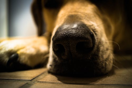 Бесплатное стоковое фото с коричневая собака, собака, собачий нос