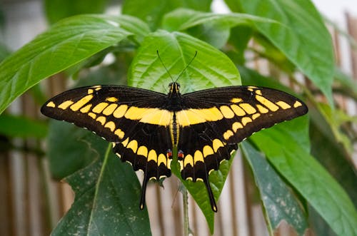 A Butterfly on a Leaf