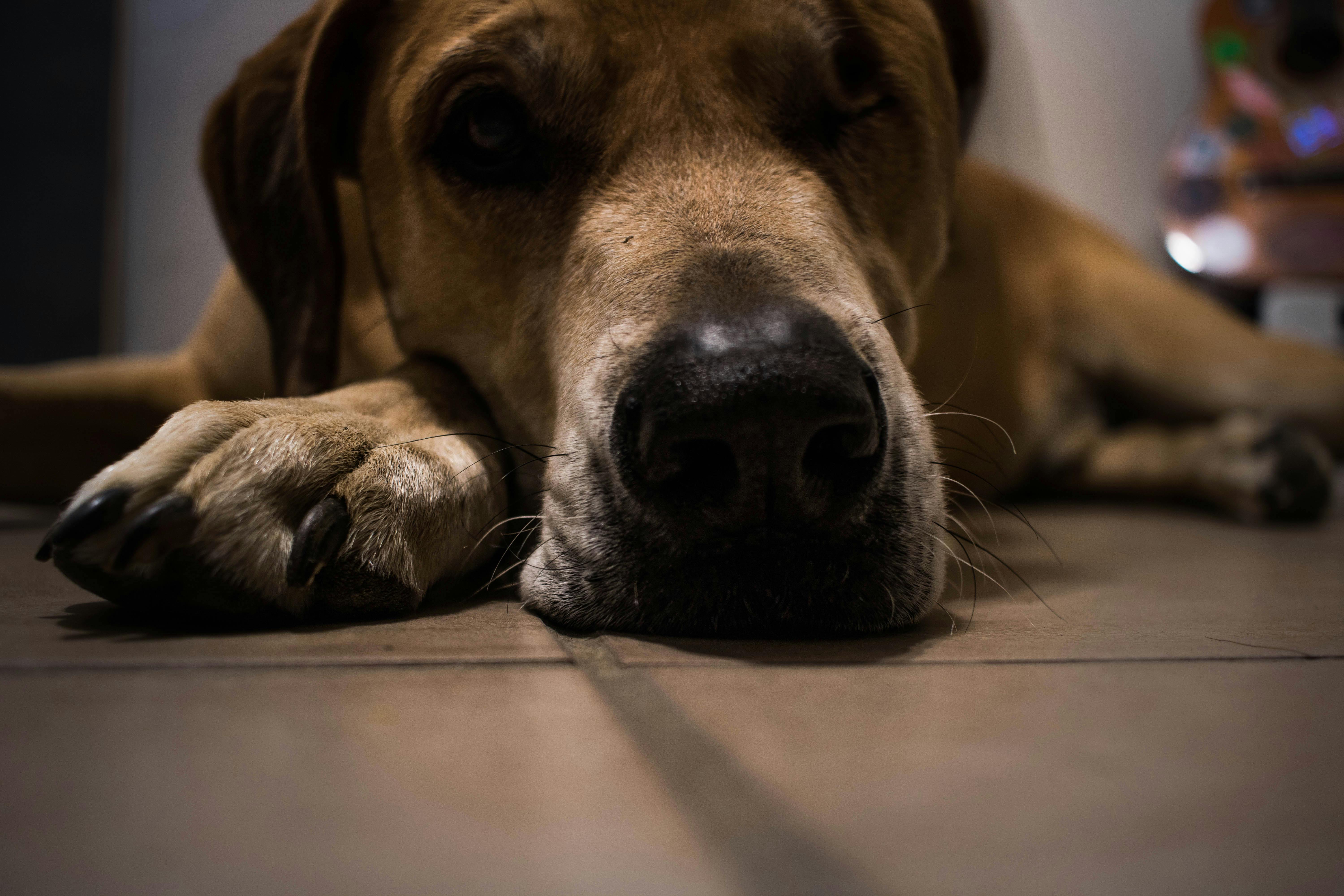 Free stock photo of brown dog, dog, dog face