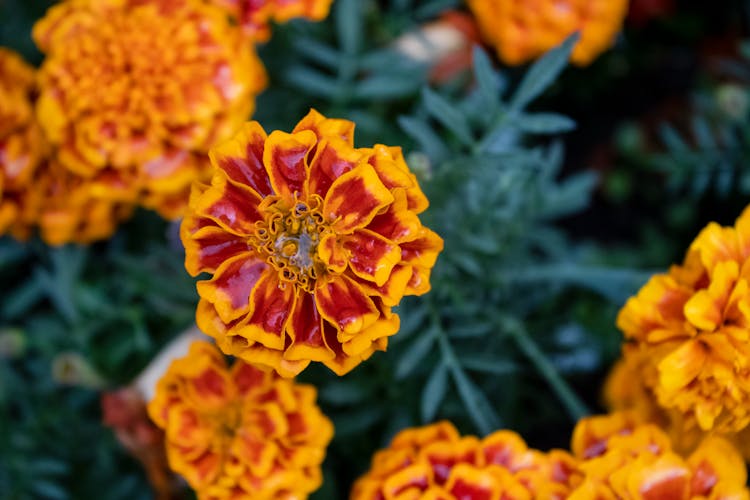 Blooming Aztec Marigold Flowers In The Garden