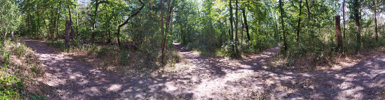 Trails in Different Direction Inside the Forest