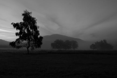 Imagine de stoc gratuită din acoperit de nori, alb-negru, arbori