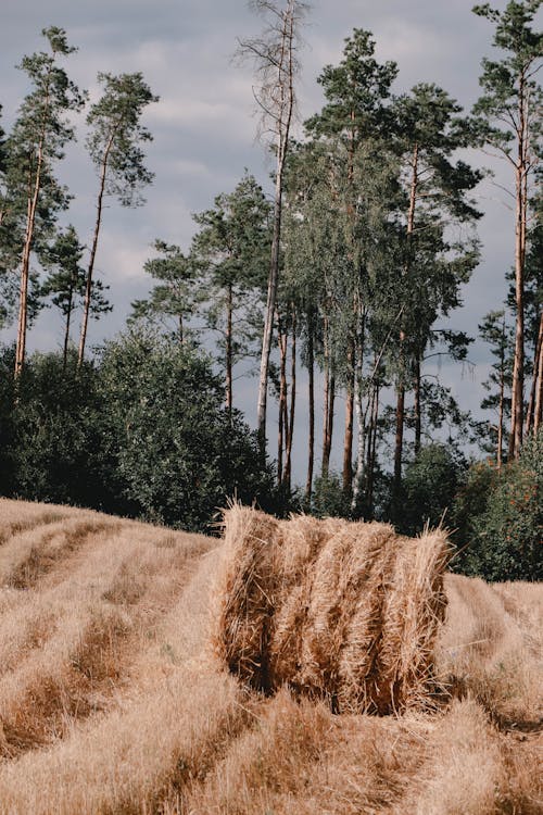 Foto profissional grátis de árvores, campo de feno, colheita