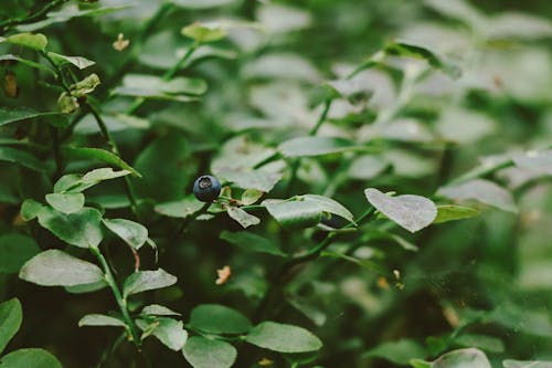 ボタニカル, 新鮮な, 植物の無料の写真素材