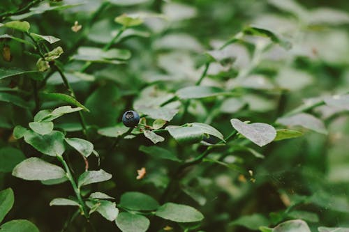 Základová fotografie zdarma na téma botanický, bujný, čerstvý