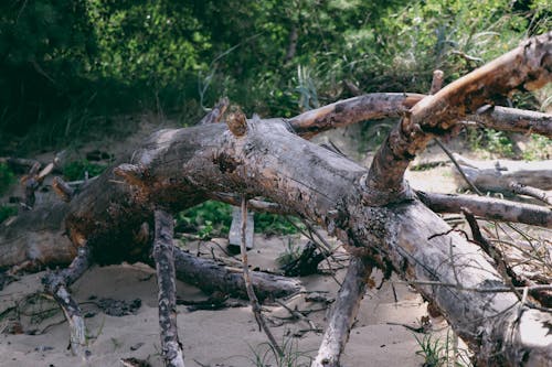 Základová fotografie zdarma na téma canon, les, matka příroda