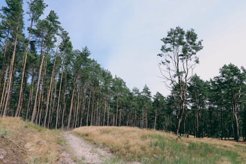 Základová fotografie zdarma na téma canon, les, matka příroda
