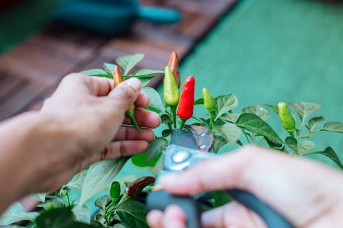 A Person Harvesting Chili Fruits