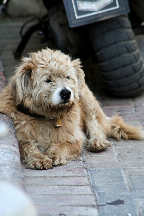 Free Cute Furry Dog lying on the Ground  Stock Photo