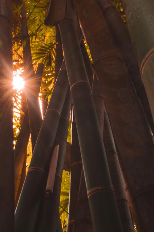 Free stock photo of bamboo, eden, eden project